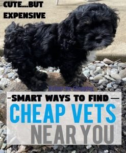 Cheap Veterinarians Near Me How To Find Affordable Vet Care   Cheap Vets Near You 247x300 